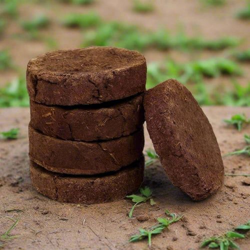 cow dung cakes