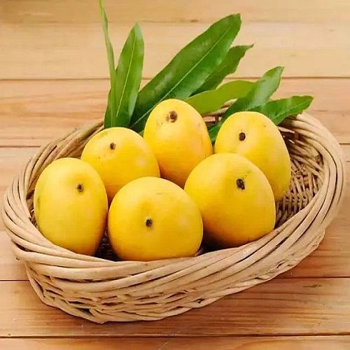 Organic A Grade Fresh Alphonso Mango, Color : Yellow