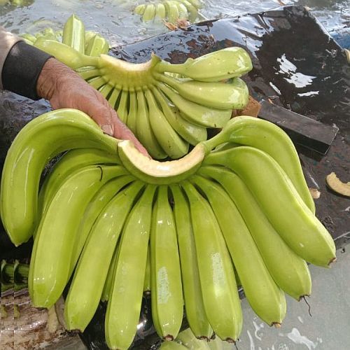 A Grade Fresh Raw Green Banana, Storage Tips : Keep In Cold Storage