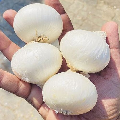 A Grade Fresh White Onion, Packaging Type : Mesh Bags