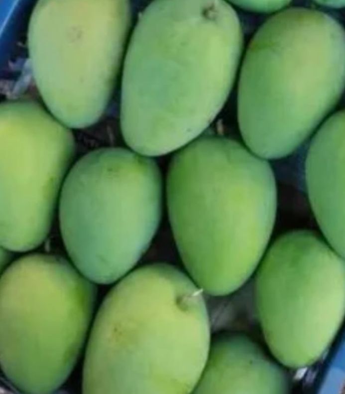 Badami Mangoes