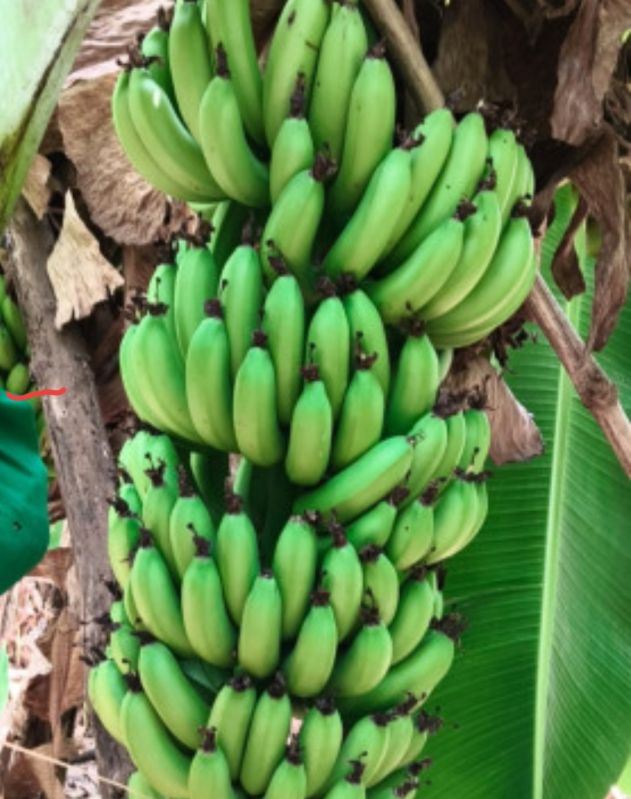 Bananas