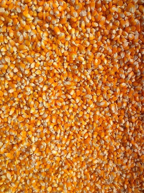 Maize Seeds