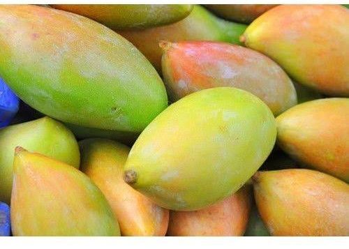 Organic Mango, Packaging Size : 20Kg, 25Kg, 50Kg