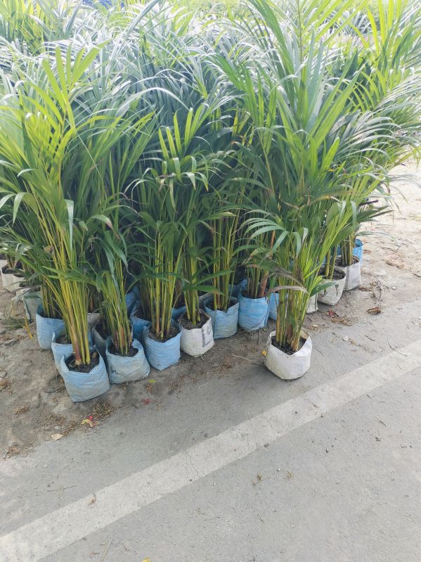 Areca Palm Plant