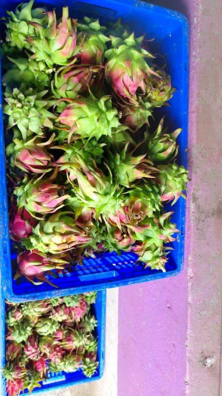 dragon fruit