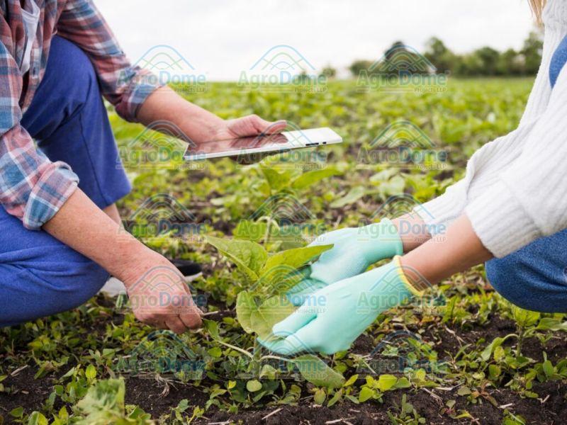 Agricultural Project Consultancy Services