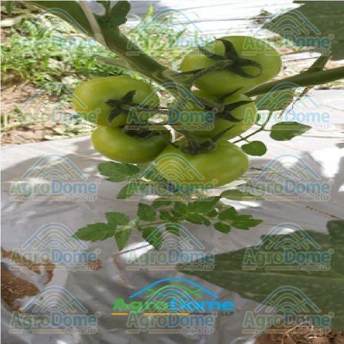 Protected Cultivation Green House for Vegetable Farming