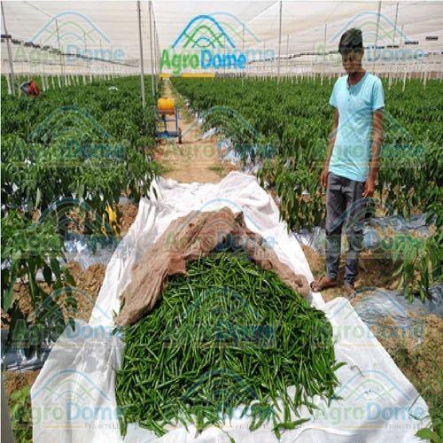 Shade Net House for Chilly