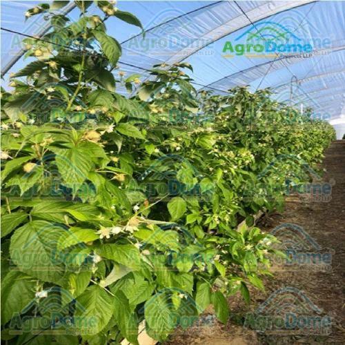 Shade Net House for Fruit Farming