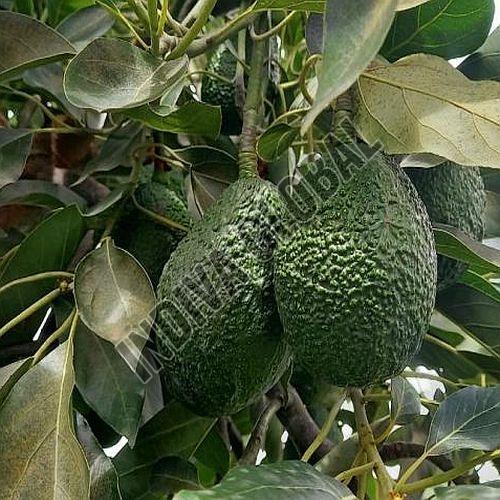 A Grade Hass Imported Tanzania Avocado