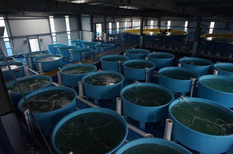 Indoor Fish Farming Recirculating Aquaculture System