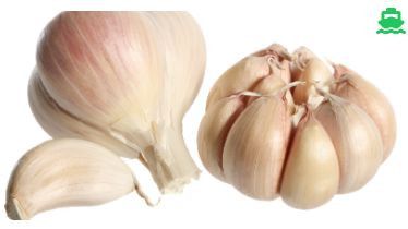 a grade garlic
