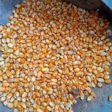 Natural Yellow Maize