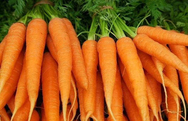 Fresh Carrot