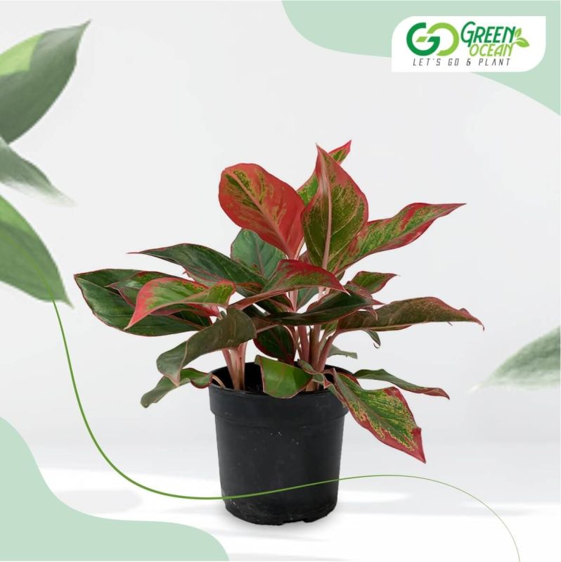 Aglaonema Pink Plant