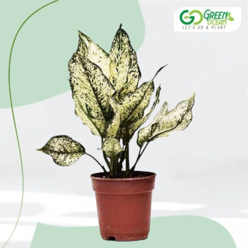 Aglaonema Snow White Plant