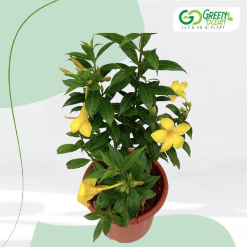 Allamanda Bush Plant