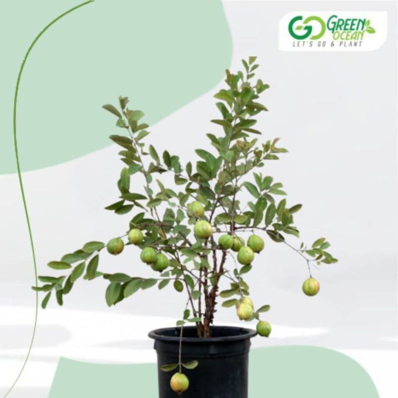Amla Plant