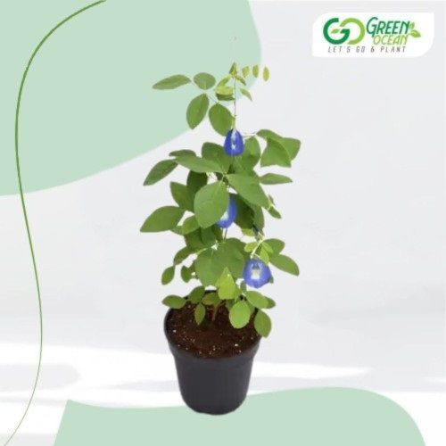 Aparjeeta Live Plant