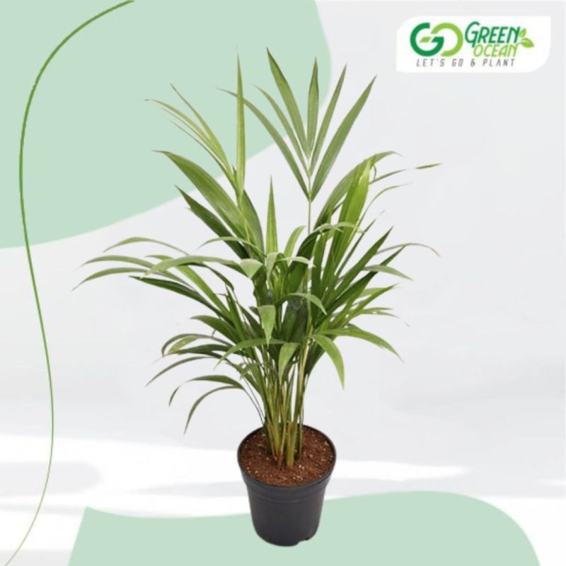 Areca Palm Plant