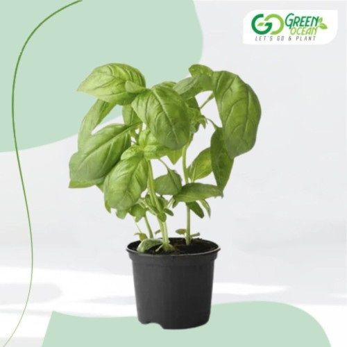 Basil Plant