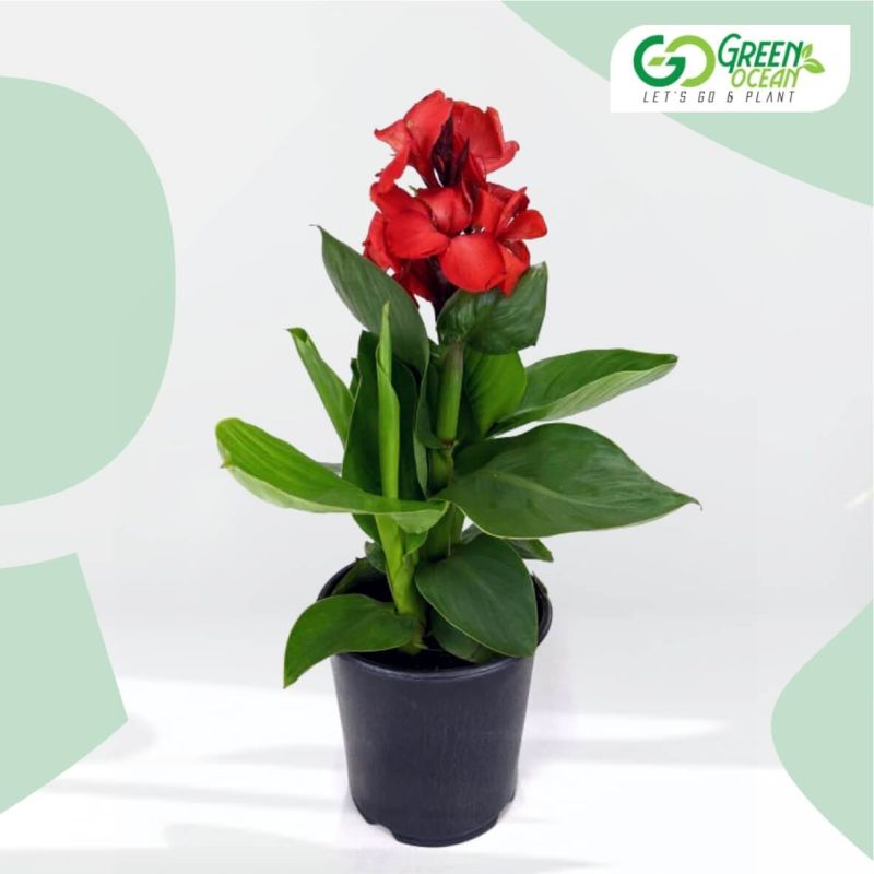 Canna Flower Plant