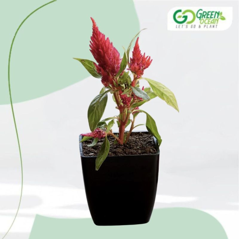 Celosia Plant