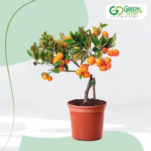 Cherry Tomatoes Plant