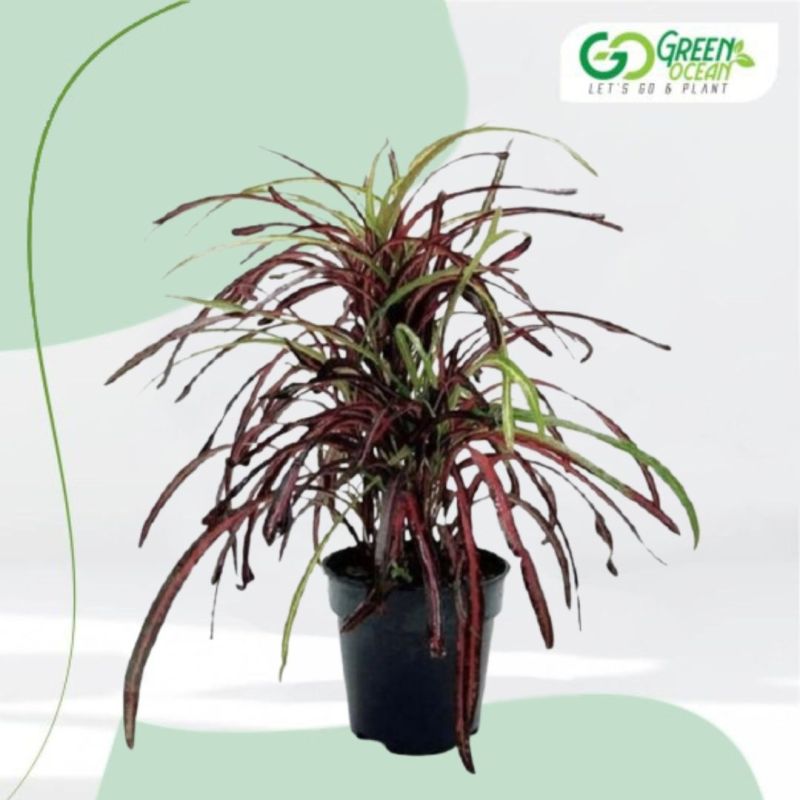 Croton Plant (Spiral Variegatum)