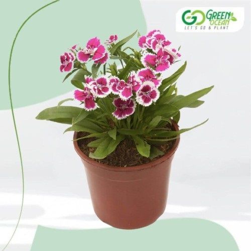 Dianthus Plants