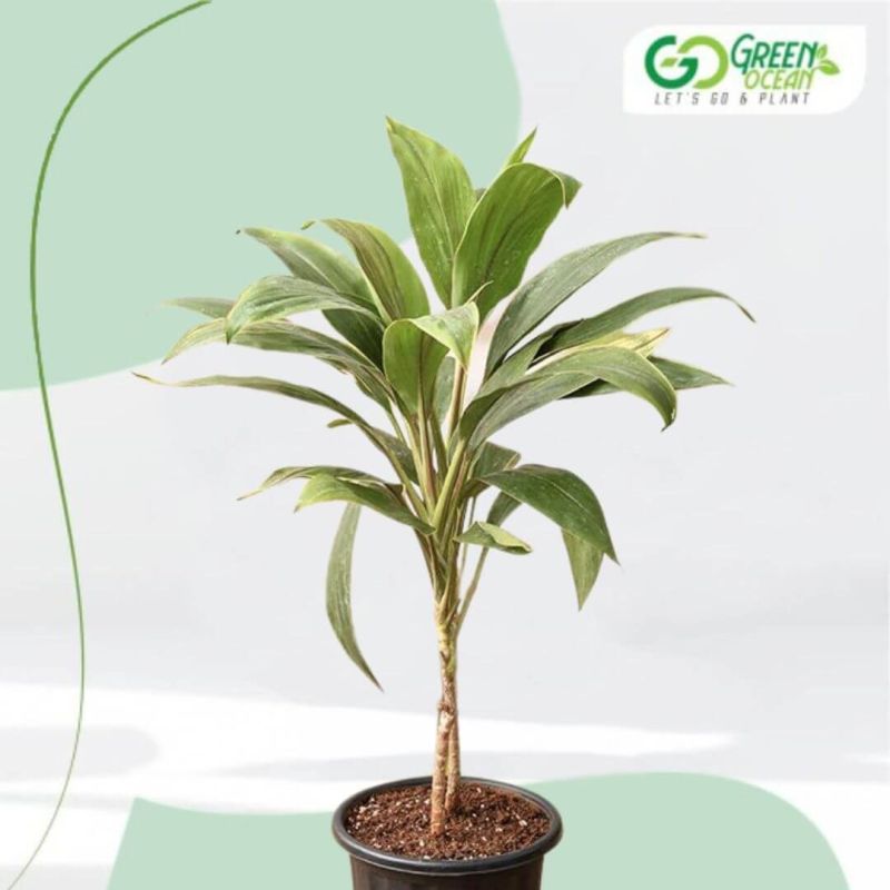 Dracaena Plant