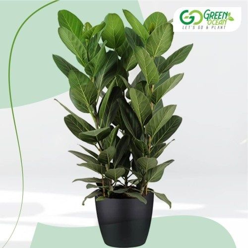 Fiddle Leaf Fig Plant