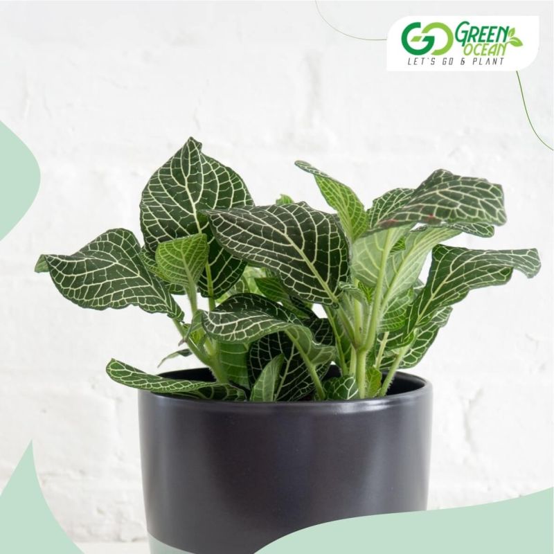 Fittonia Decorative Plant