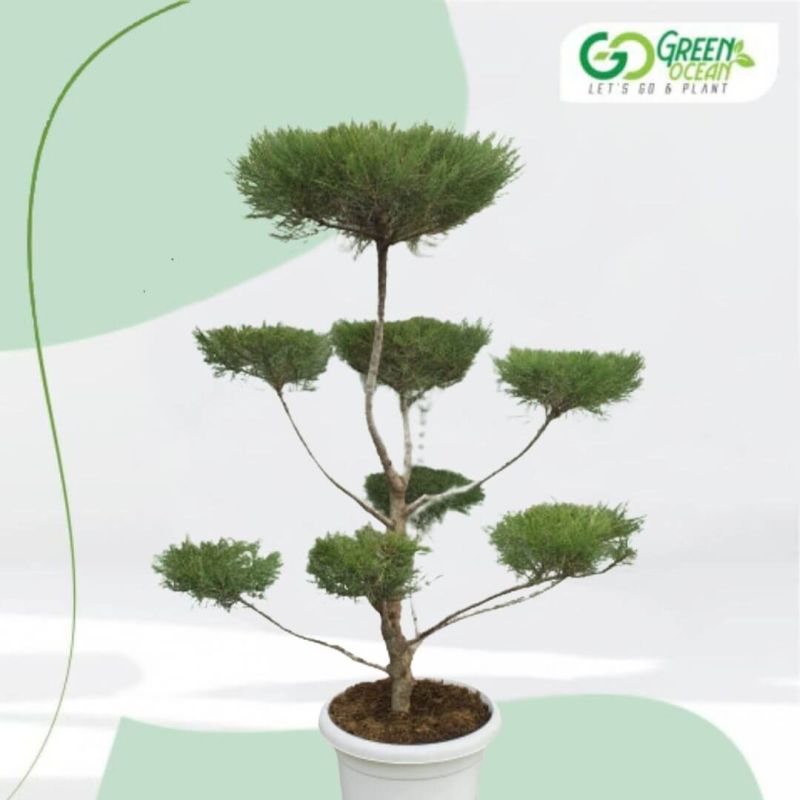 Golden Bottle Brush – Tapori Plant