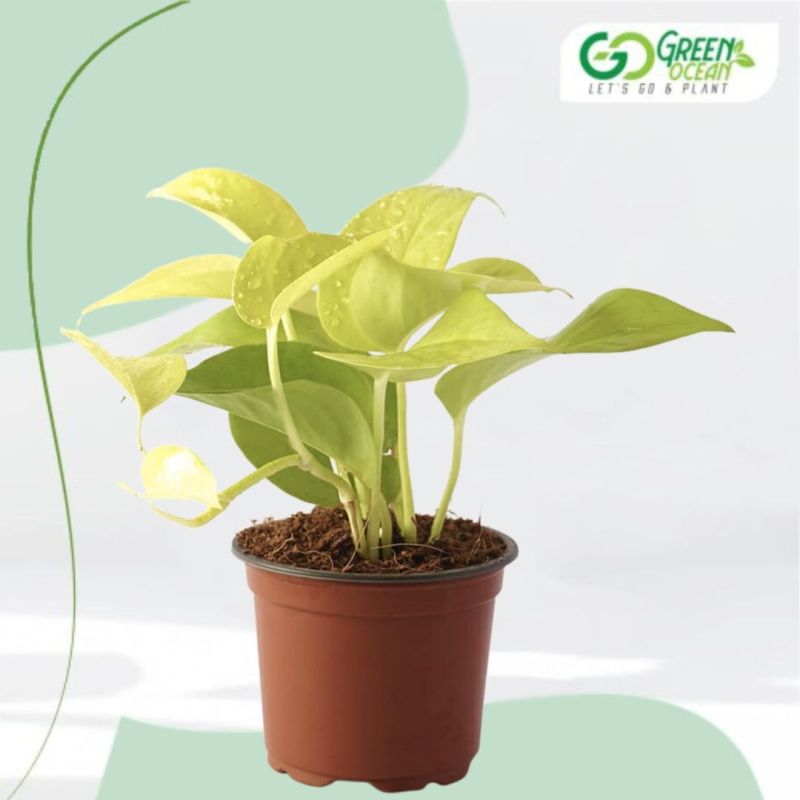 Golden Money Plant