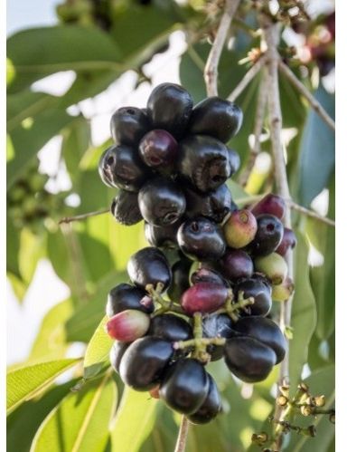 Jamun Plant