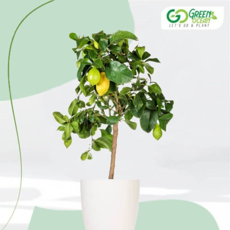 Lemon Plant