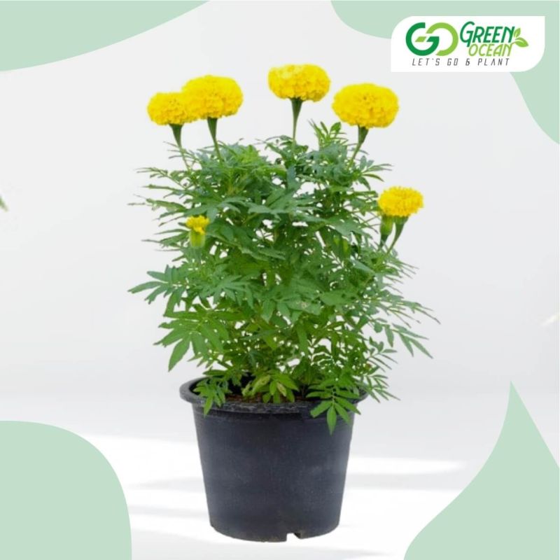 Marigold Plant