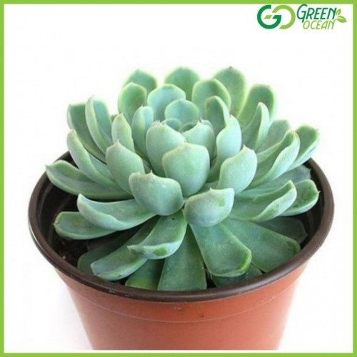 Mexican Snowball Plant