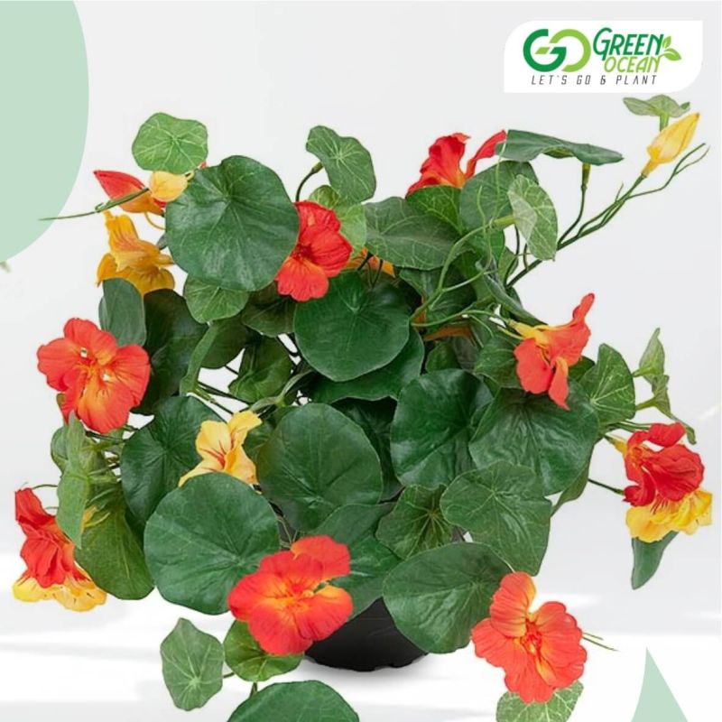 Nasturtium Plant