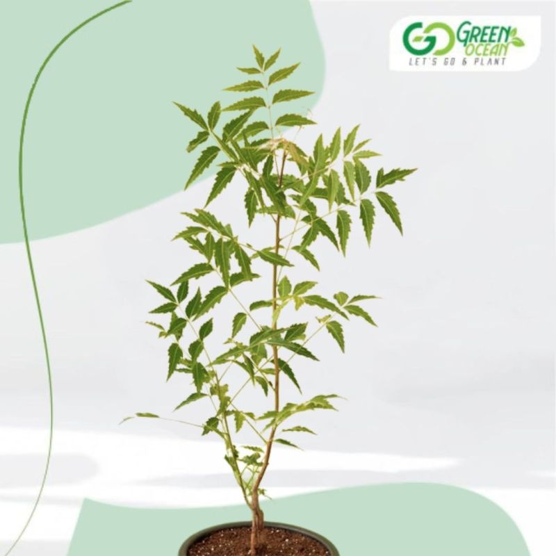 Neem Tree Plant