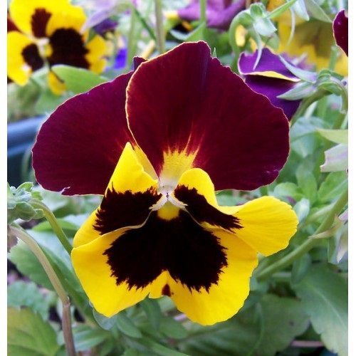 Pansy Plant