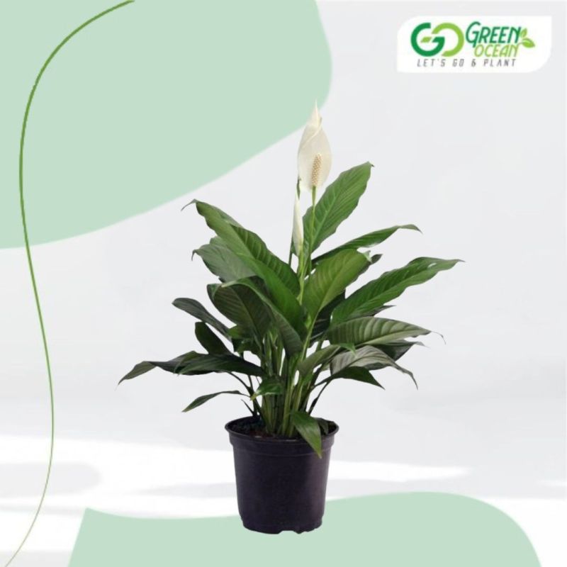 Peace Lily Plant