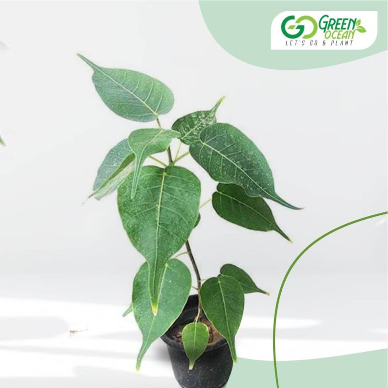 Peepal Plant