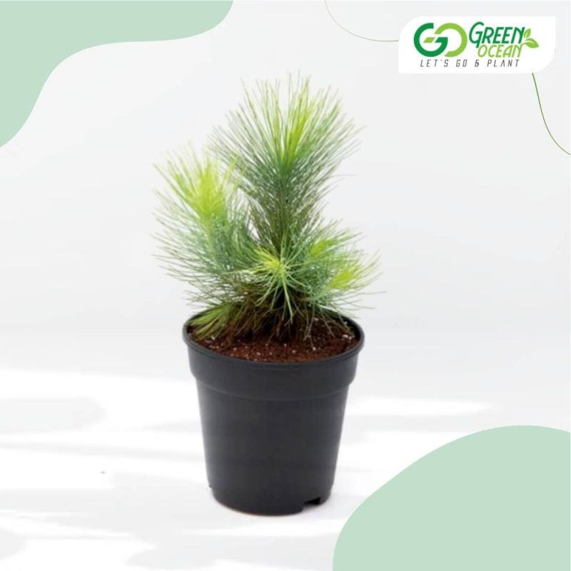 Pine Plant