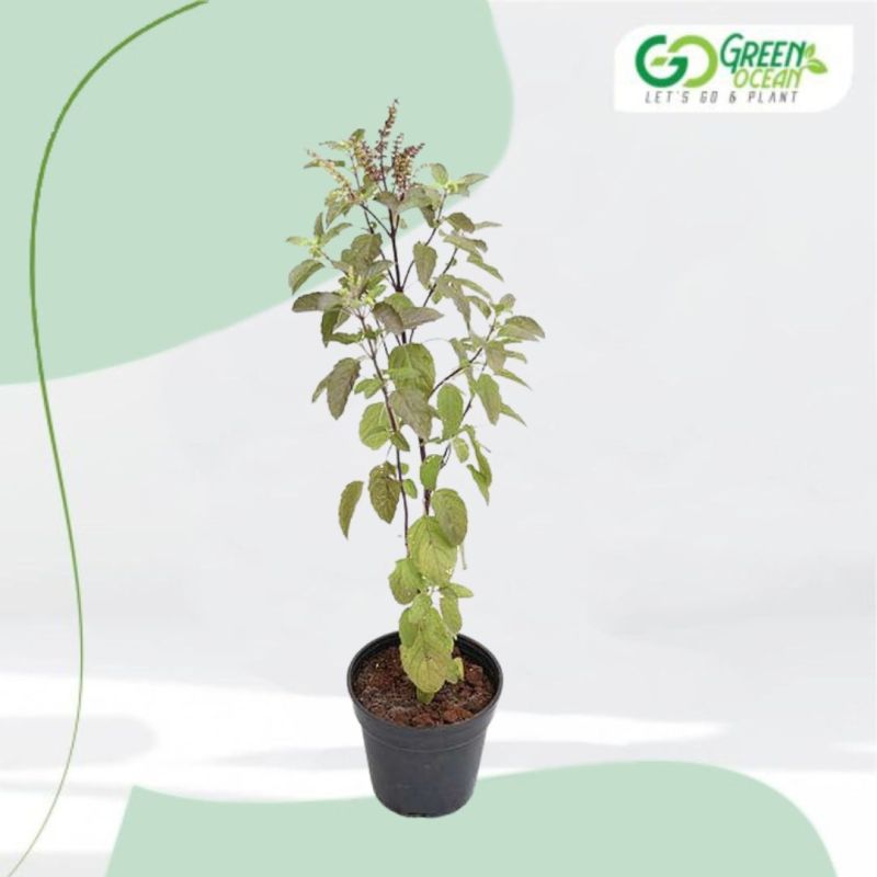 Rama Tulsi Plant