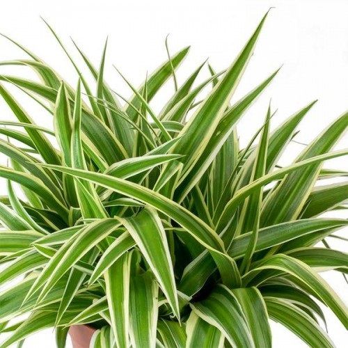 Spider Plant