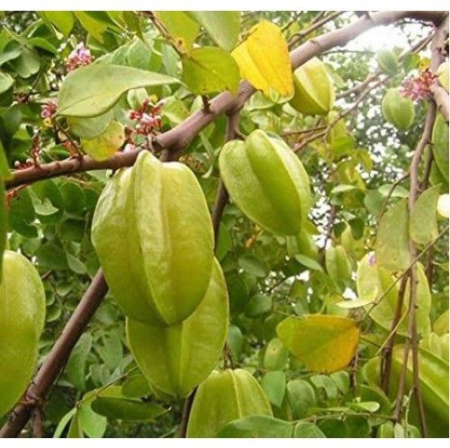 Starfruit Plant