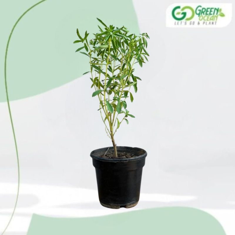 Stevia Herbal Plant